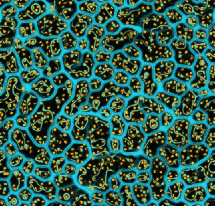 Slime Mold preview